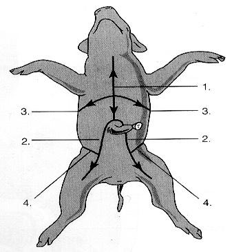 Internal pig structures: Cut the pig as illustrated Do not go