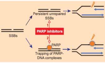 ATR is required for repair of such stalled replication forks Murai et al, Cancer Research 2012 3.