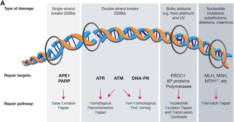 Targeting the DNA damage response in the Clinic