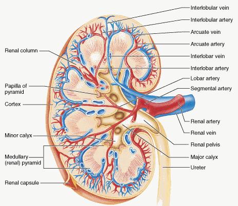 Internal Anatomy A frontal section of a kidney reveals three distinct regions: cortex, medulla, and pelvis.