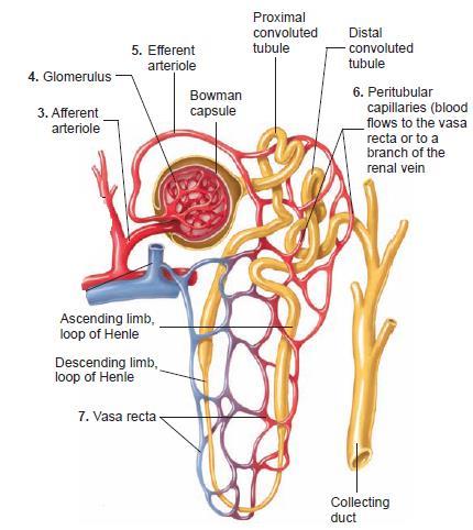 After each efferent arteriole exits the glomerulus, it gives rise to a plexus of capillaries, called the peritubular capillaries, around the proximal and distal convoluted tubules.