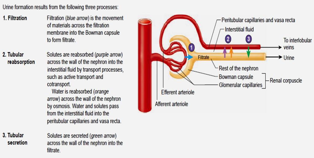 Glomerular filtration by the glomeruli, Tubular reabsorption and Tubular secretion in the renal tubules.