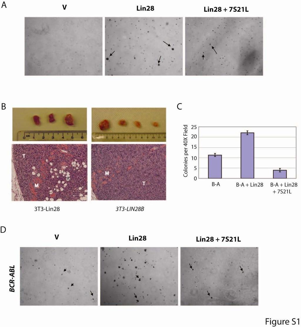 Figure S1. Lin28 Enhances Transformation of NIH-3T3 Cells. (A) Soft agar colonies for 25,000 NIH/3T3 cells infected with pmscv.neo/pbabe.puro, pmscv.neo.lin28/pbabe.puro, or pmscv.neo.lin28/pbabe.puro.7s21l, selected with Puromycin and G418.