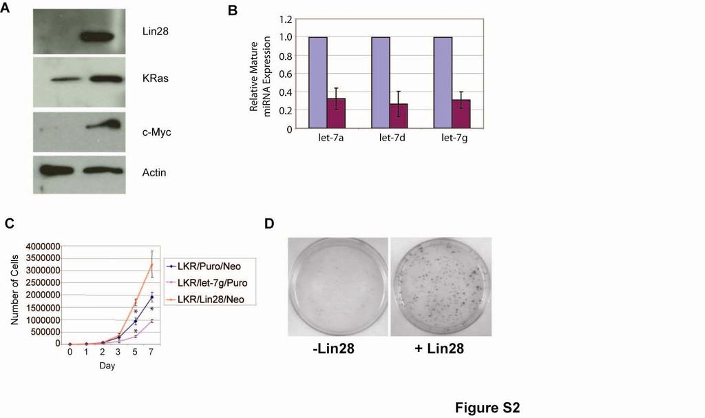 Figure S2. Lin28 enhances transformation of LKR cells. (A) Western blot analysis performed on LKR cells infected with pbabe.puro or pbabe.puro.lin28, and selected on Puromycin.