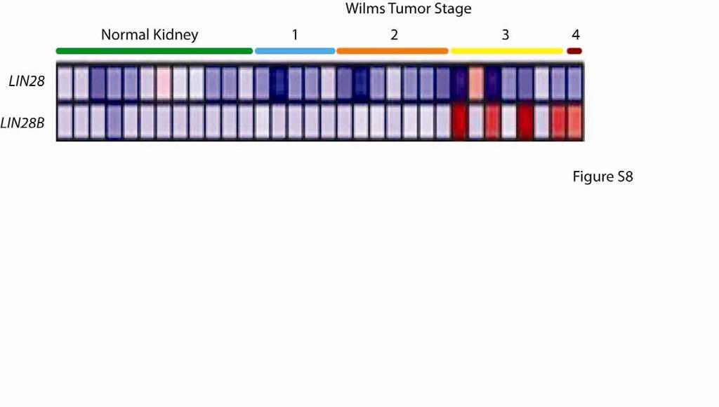 Figure S8. LIN28/LIN28B are overexpressed in late stage Wilms Tumors.