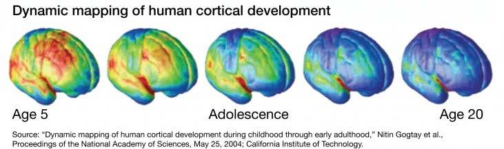 Developing Brain Science Brain Development Continues Until Mid-Twenties Developing