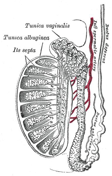 Vertical section of the testis, to show the arrangement of the