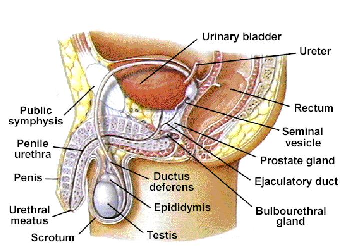 Mature Male Urogenital System Pubic (vas) http://lpc1.