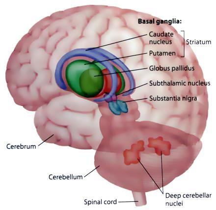 Subcortical