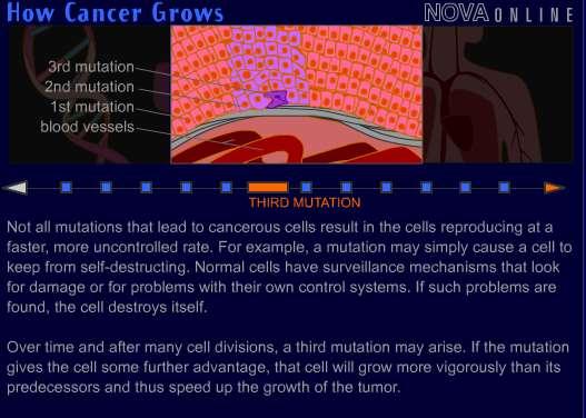 Cancer is a disorder in which body cells lose the ability to control cell growth.
