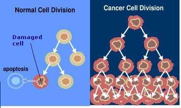 Comparing Normal Cell