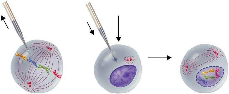 By an Experiment! A sample of cytoplasm is removed from a cell in mitosis.