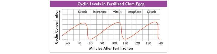 This graph shows how cyclin levels change
