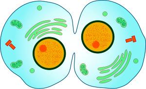 Interphase Interphase has 3 stages as the cell prepares for division G 2 phase 2-5 hours Growth 2 phase Period of rapid cell growth and last-minute protein synthesis