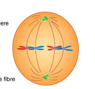 In here: know the process of mitosis and what