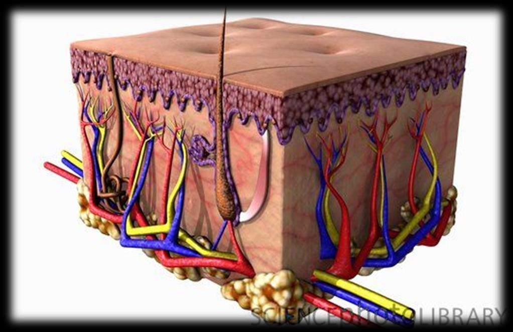 Role of skin Dead skin cells are constantly shed, making it hard for invading bacteria