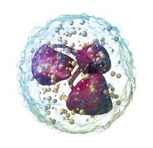 Role of phagocytes Neutrophils- most