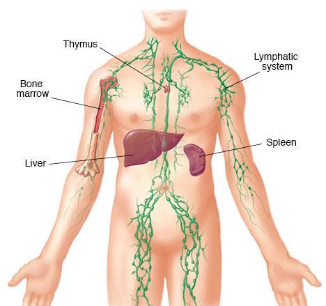 Immune System Overview The Immune System is made up of the