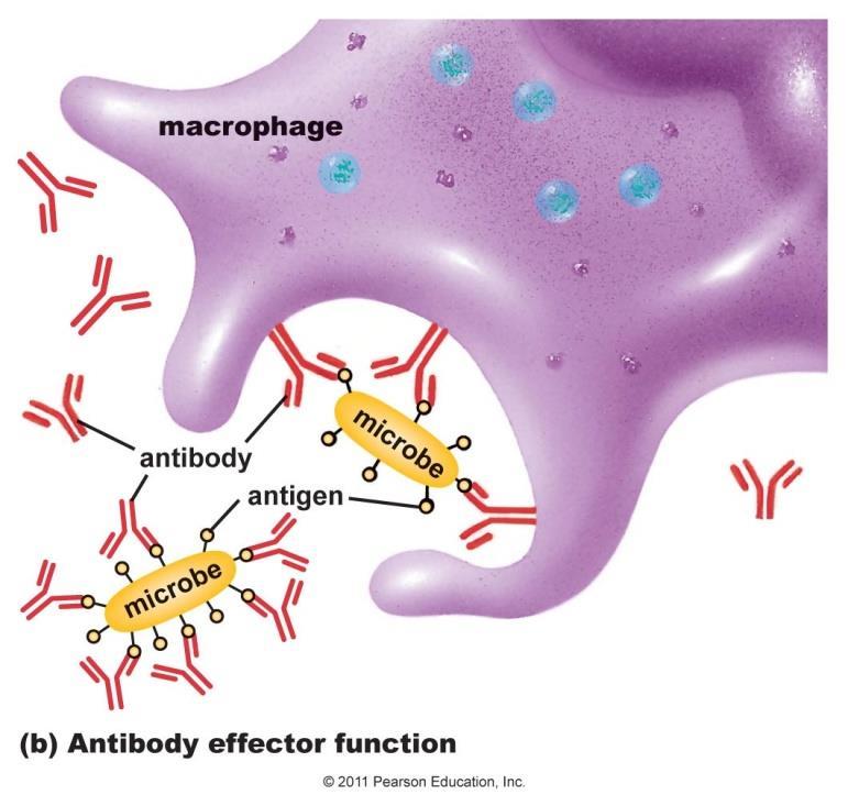 Antigens as Effectors Free