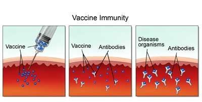 How vaccines work Modern vaccines are created from killed bacteria or viruses, or fragments of proteins from these microbes.