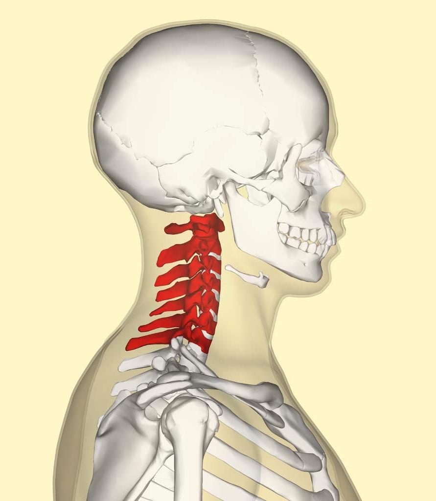 Cervical Spine: