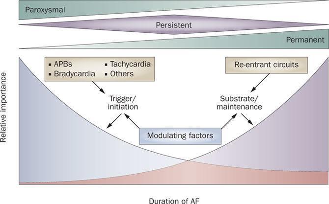 The macro-electro-pathophysiology of AF