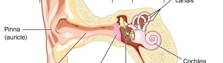 Middle Ear The middle ear is basically air-filled space located inside the eardrum. For proper hearing, the pressure placed on both sides of the eardrum must be equal.