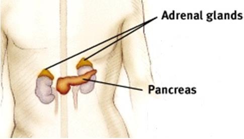 Adrenal Glands & Pancreas Adrenal glands regulate fight
