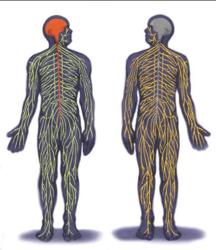 Nervous System Consists of all the nerve cells. It is the body s speedy, electrochemical communication system.
