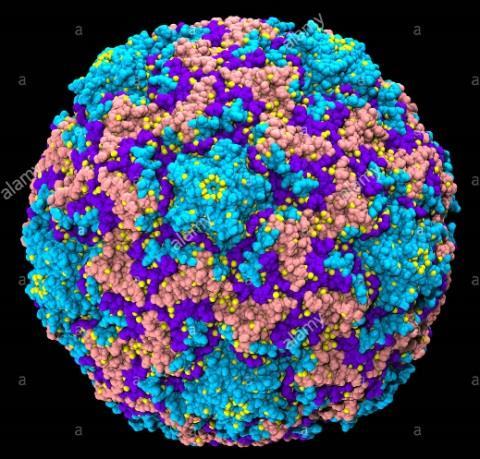 Triggers/etiology viruses - Detected in up to 2/3 of exacerbations - Rhinovirus most common - Other: Influenza,
