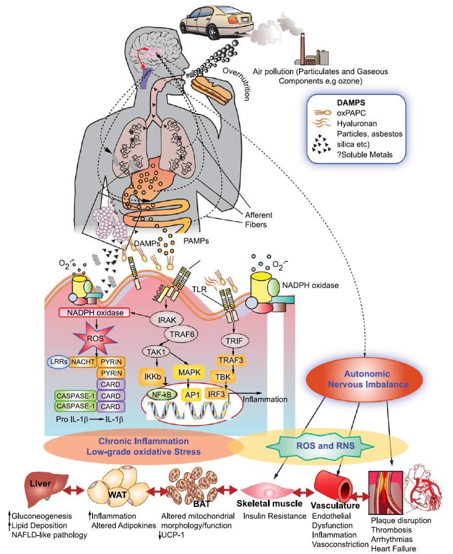 The complex interplay of environmental exposures in diabetes and neurodevelopment Interaction between environmental exposures and overnutrition Multiorgan involvement Inflammation and