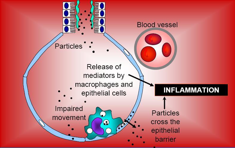 Cell and whole organ toxicity of fine particles Induce oxidative stress Activate the immune system Ultrafines translocate to other organs Pro-thrombotic effects Induce