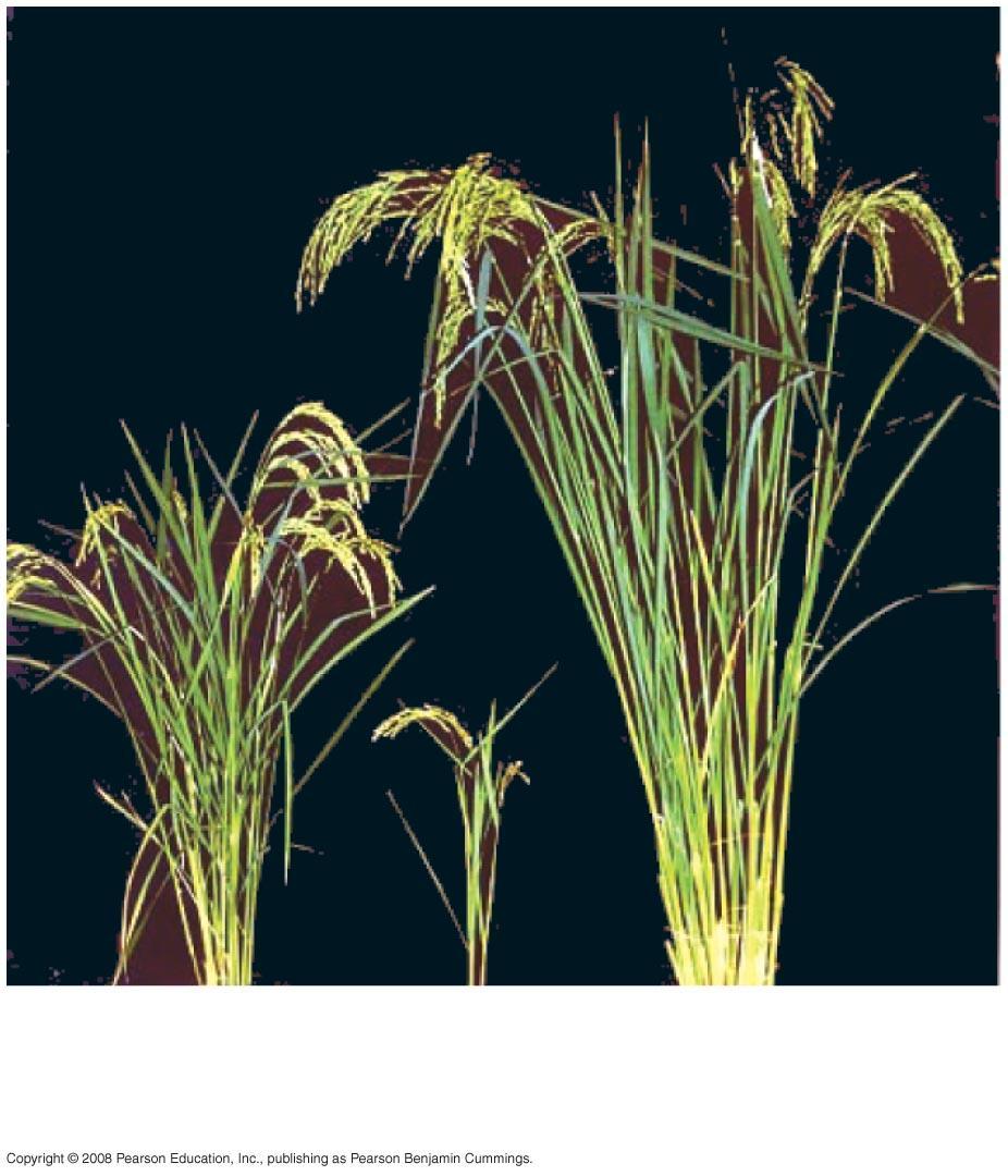 Fig. 24-4p (l) Hybrid cultivated rice