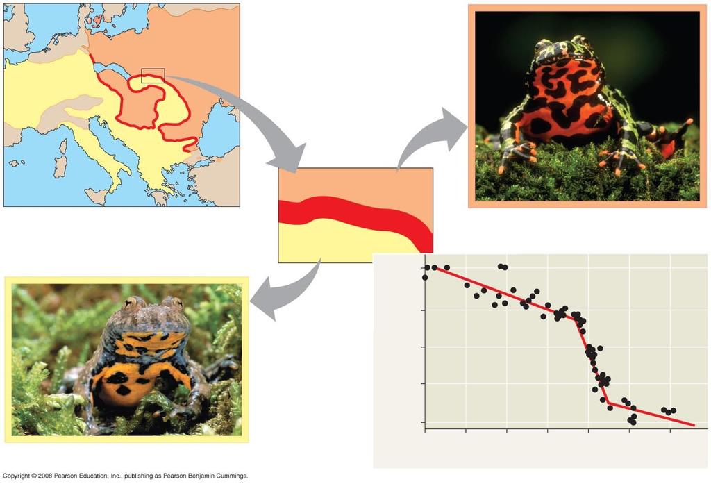 Fig. 24-13 Allele frequency (log scale) EUROPE Yellow-bellied toad, Bombina variegata Hybrid zone Yellow-bellied toad range