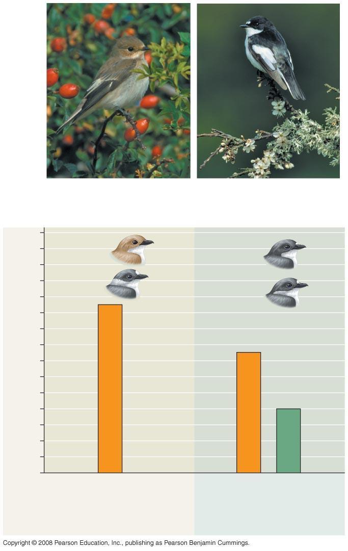 Fig. 24-15 Number of females Sympatric male pied flycatcher Allopatric male pied flycatcher 28 24 20 Pied flycatchers Collared