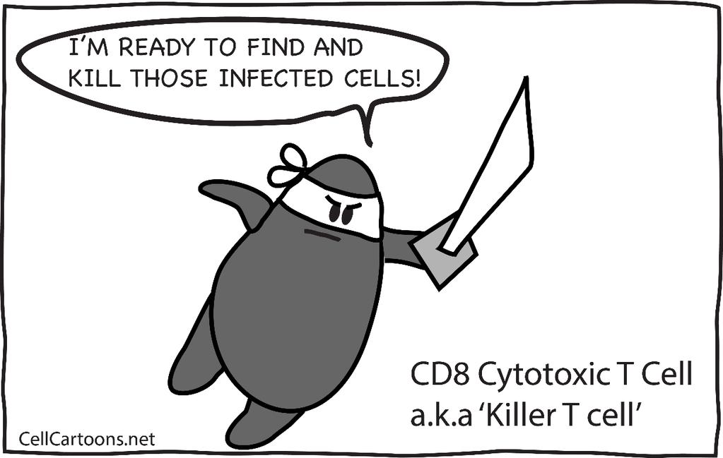 CD8+ (CTL: cytotoxic T lymphocytes) CTL-mediated killing: -Antigen