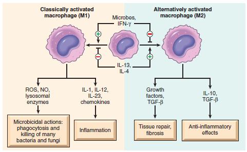 2 major pathways of macrophage activation: From T lymphocytes and others And foreign materials Also induces macrophages to become multinucleated giant