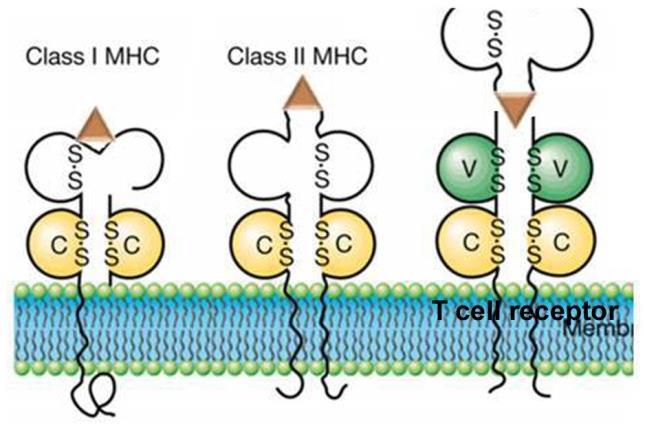 cell-mediated immunity: T cells & APCs Major HistoCompatibility