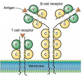 lymphoid cells: B cells & T cells naïve lymphocytes highly