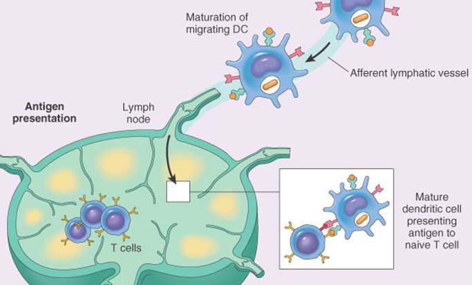 lymphoid cell activation: B cells & T cells Ag travels to lymph node alone (B)