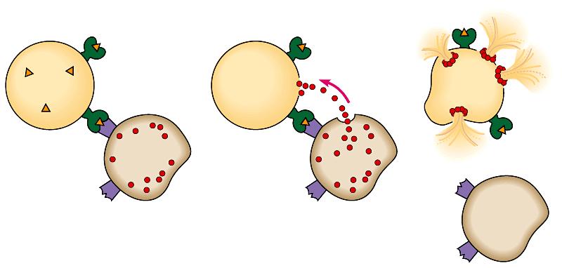 Cytotoxic T cells bind to infected body cells and destroy them 1 2 Perforin makes holes 3 Cytotoxic T cell binds to infected cell