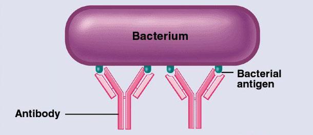 Deactivation of a bacterium by an