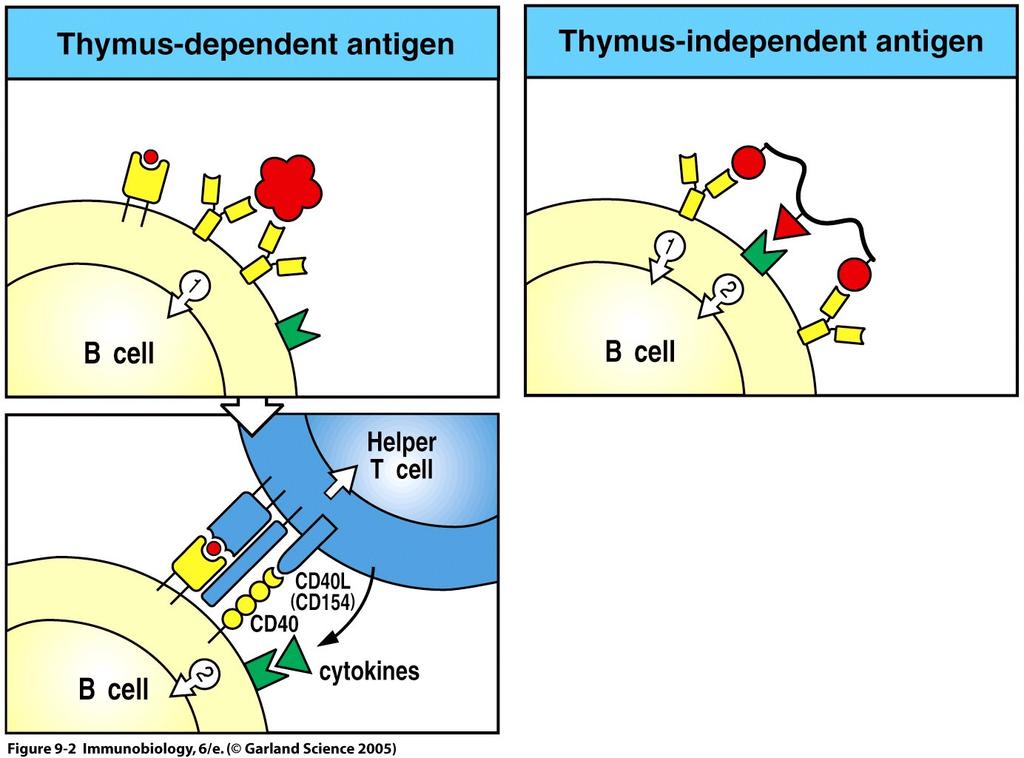 Thymus independent antigens There are 2 classes of TI antigens: 1) TI-1 antigens such as LPS contain mitogenic moieties and activate toll-likereceptors.