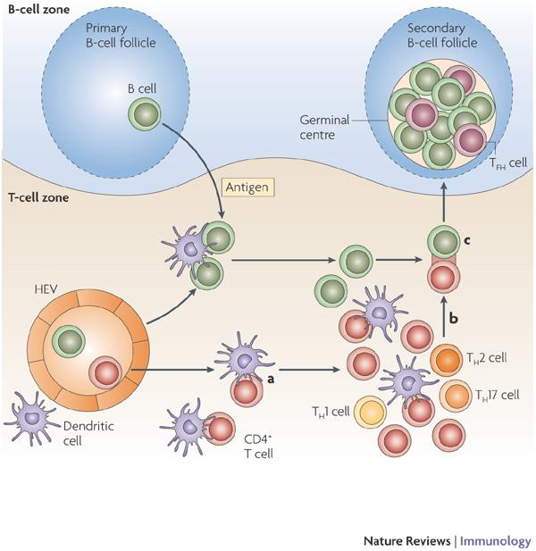 After B cells are activated by Ag in lymph nodes, they move to a B cell follicle. A few days after immunization or infection, activated Ag-specific Th cells will be present in the T cell zone.