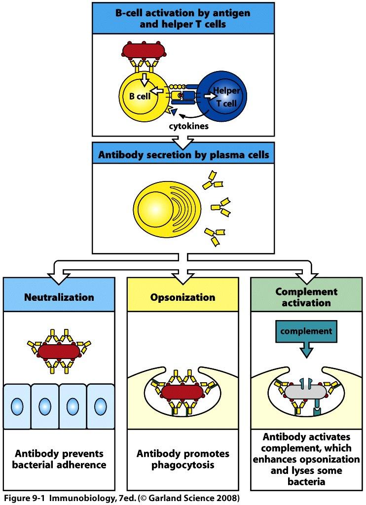 Effector functions of antibodies 1. Neutralization - bind to viruses/toxins - prevent their binding to cell surface receptors or entry into cytoplasm. 2.