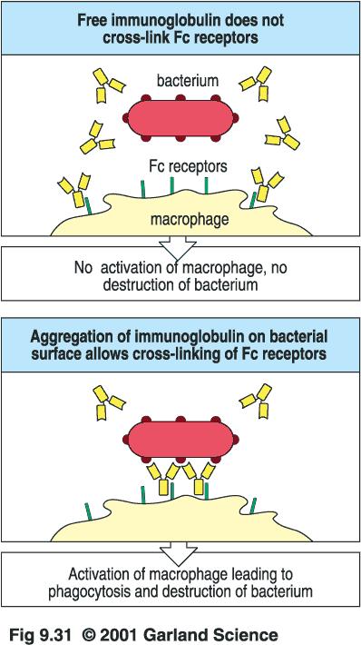 Example of role of FcRs in immune response Opsonization of pathogens by binding of antibody-antigen complexes to FcRs on phagocytes.