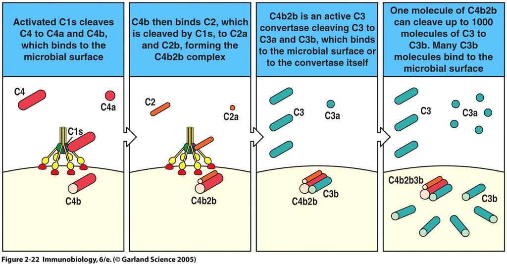 Both MBL and C1q-binding lead to the covalent attachment of C3b on cell surface Figure 2-22 Mechanism allows amplification