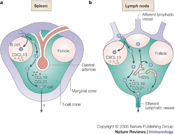 Differences in lymphocyte recirculation