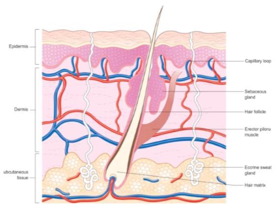 Hair Hair Columns of dead keratinized epidermal cells Skin, nails and hair Hutchison's Clinical Methods: An Integrated Approach