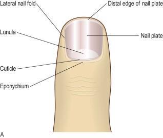 Nails Nails Plates of tightly packed, hard, dead, keratinized epidermal cells The skin, hair and nails Macleod's Clinical